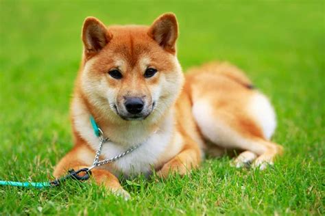 shiba inu photography|4,195 Shiba Inu Stock Photos and High